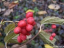 rośliny ozdobne - Kalina herbaciana AURANTIACUM Viburnum setigerum C2/20-40cm *K20