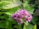 rośliny ozdobne - Tawuła japońska Goldflame (Spiraea japonica Goldflame) /C2