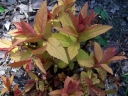 sadzonki - Tawuła japońska Goldflame (Spiraea japonica Goldflame) /C2
