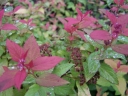 sklep ogrodniczy - Tawuła japońska Goldflame (Spiraea japonica Goldflame) /C2