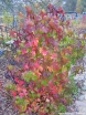 sadzonki - Ambrowiec amerykański (Liquidambar styraciflua) w formie KRZACZASTEJ