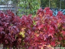 sadzonki - Ambrowiec amerykański (Liquidambar styraciflua) w formie KRZACZASTEJ