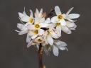 sadzonki -  Abeliofylum koreańskie BIAŁA forsycja Abeliophyllum distichum C5/60-80cm *21