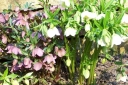 rośliny ogrodowe -  Ciemiernik orientalny (Helleborus orientalis) /C2 *K25