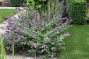sklep ogrodniczy - Budleja Davida NANHO BLUE® Buddleja davidii /C2 *9T