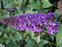 sklep ogrodniczy - Budleja Davida NANHO BLUE® Buddleja davidii /C2 *9T