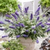 sadzonki - Budleja Davida NANHO BLUE® Buddleja davidii /C2 *9T