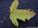 rośliny ogrodowe -  Kalina koralowa PARK HARVEST Viburnum opulus C2/40cm