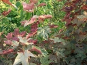 rośliny ogrodowe - Kalina koralowa PARK HARVEST Viburnum opulus C2/40cm