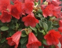 rośliny ogrodowe -  Rhododendron repens CARMEN C3/15-20cm