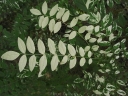 sklep ogrodniczy -  Perełkowiec japoński HRYNKIEWICZ PBR Sophora japonica C2/30-50cm