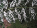 rośliny ogrodowe - Perełkowiec japoński HRYNKIEWICZ PBR Sophora japonica C2/30-50cm