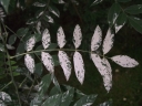 sadzonki - Perełkowiec japoński HRYNKIEWICZ PBR Sophora japonica C2/30-50cm