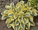 rośliny ozdobne -  Hosta AUTUMN FROST Funkia /C2