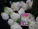 rośliny ogrodowe - Hydrangea paniculata Magical Mont Blanc® KOLMAMON Hortensja bukietowa /C3 *K18