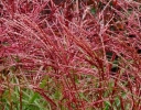 sadzonki -  Miskant chiński ROTFEDER Miscanthus sinensis /P11 *5