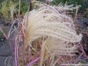 sklep ogrodniczy - Miskant chiński ROTFEDER Miscanthus sinensis /P11 *5