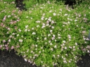 rośliny ozdobne - Tawuła japońska Little Princess (Spiraea japonica Little Princess)
