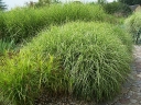 sadzonki - Miscanthus ETINCELLE Miskant /C2