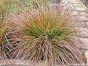 sklep ogrodniczy - Piórkówka karłowa BURGUNDY BUNNY Rozplenica Pennisetum alopecuroides /P15 *26