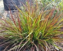 rośliny ogrodowe - Piórkówka karłowa BURGUNDY BUNNY Rozplenica Pennisetum alopecuroides /P15 *26
