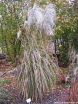 rośliny ozdobne - Miskant MEMORY Miscanthus sinensis /C5 *K26