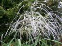 rośliny ogrodowe - Miskant MEMORY Miscanthus sinensis /C5 *K26