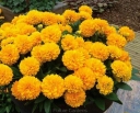 rośliny ozdobne -  Nachyłek GOLDEN SPHERE Coreopsis /C2,5 *45T
