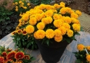 sadzonki - Nachyłek GOLDEN SPHERE Coreopsis /C2,5 *45T