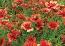 sklep ogrodniczy - Nachyłek DESERT CORAL Coreopsis /C1,5