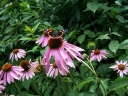 rośliny ozdobne - Jeżówka karłowa BABY SWAN PINK  Echinacea /C2