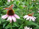 rośliny ozdobne - Jeżówka karłowa BABY SWAN PINK  Echinacea /C2