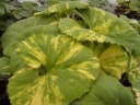 sklep ogrodniczy -  Lepiężnik japoński VARIEGATA Petasites japonicus /C2 *6-O