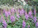 sadzonki - Tawułka chińska Pumila (Astilbe chinensis Pumila) /P9 *K25
