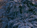 rośliny ozdobne - Trybuła leśna RAVENSWING Anthriscus sylvestris /C2 *16
