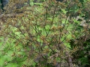 rośliny ogrodowe - Trybuła leśna RAVENSWING Anthriscus sylvestris /C2 *16