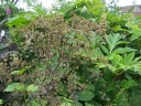 sadzonki - Trybuła leśna RAVENSWING Anthriscus sylvestris /C2 *16