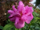 rośliny ozdobne - Róża pomarszczona PASSION®  'Rokoko' Hybrid rugosa /C3