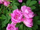 sklep ogrodniczy - Róża pomarszczona PASSION®  'Rokoko' Hybrid rugosa /C3