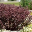 sklep ogrodniczy -  Sedum SunSparkler® JADE TUFFET Rozchodnik /C2