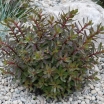 sadzonki - Sedum SunSparkler® JADE TUFFET Rozchodnik /C2