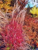 rośliny ogrodowe -  Miskant GHANA Miscanthus sinensis /C2 *26