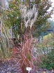 sklep ogrodniczy - Miskant GHANA Miscanthus sinensis /C2 *26
