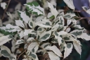 sadzonki -  Styrak japoński VARIEGATA Styrax japonicus C2/40-60cm *1T