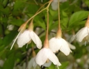 rośliny ozdobne - Styrak japoński VARIEGATA Styrax japonicus C2/40-60cm *1T