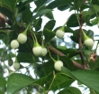 sklep ogrodniczy - Styrak japoński VARIEGATA Styrax japonicus C2/40-60cm *1T