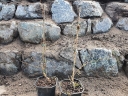 rośliny ogrodowe - Styrak japoński VARIEGATA Styrax japonicus C2/40-60cm *1T