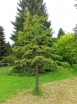 rośliny ozdobne - Modrzewnik chiński Pseudolarix amabilis C4/1,2-1,4m