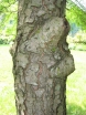 sklep ogrodniczy - Modrzewnik chiński Pseudolarix amabilis C4/1,2-1,4m