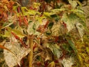 sklep ogrodniczy -  Klon wyrazisty SILVER CARDINAL Acer ×conspicuum C5/30cm *K8